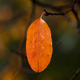 Image for article titled 76 Stunning Photos Of Fall Leaves